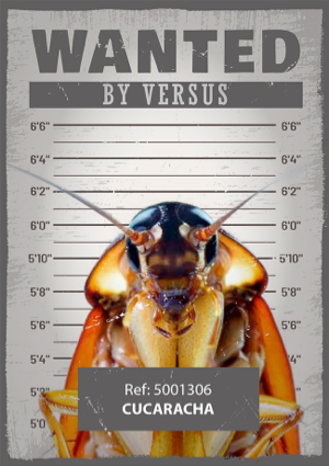 VERSUS-cucaracha