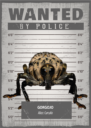 Gorgojo, WANTED by Versus