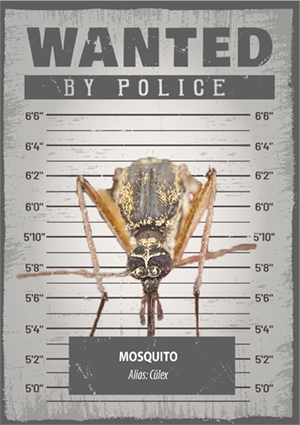 WANTED by VERSUS : mosquito