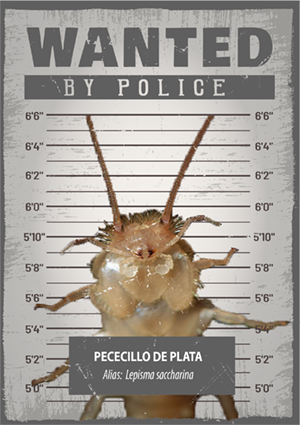 pececito de plata