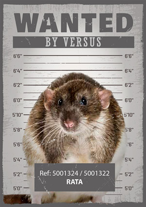 WANTED by Versus - rata